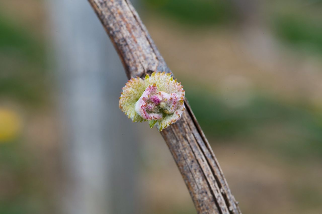 Vignoble Macro 4-Feuilles sorties 0338